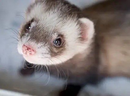 furret-istockphoto